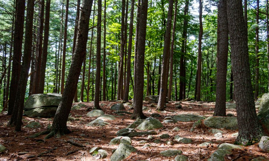 A forest scene featuring numerous tall, slender trees with rough, dark brown bark and green leaf canopies that allow dappled sunlight to filter through. The ground is uneven and covered with a layer of reddish-brown soil, interspersed with scattered rocks and stones of various sizes, some rounded and others jagged, with grey and greenish hues. The background shows densely packed trees extending into the distance, creating a lush, natural environment. The overall atmosphere is calm and shaded, highlighting the natural woodland landscape that may be associated with natural waste or debris clearing, relevant to services like Rubbish Removal Sutton that handle on-site clearance in outdoor or wooded areas.