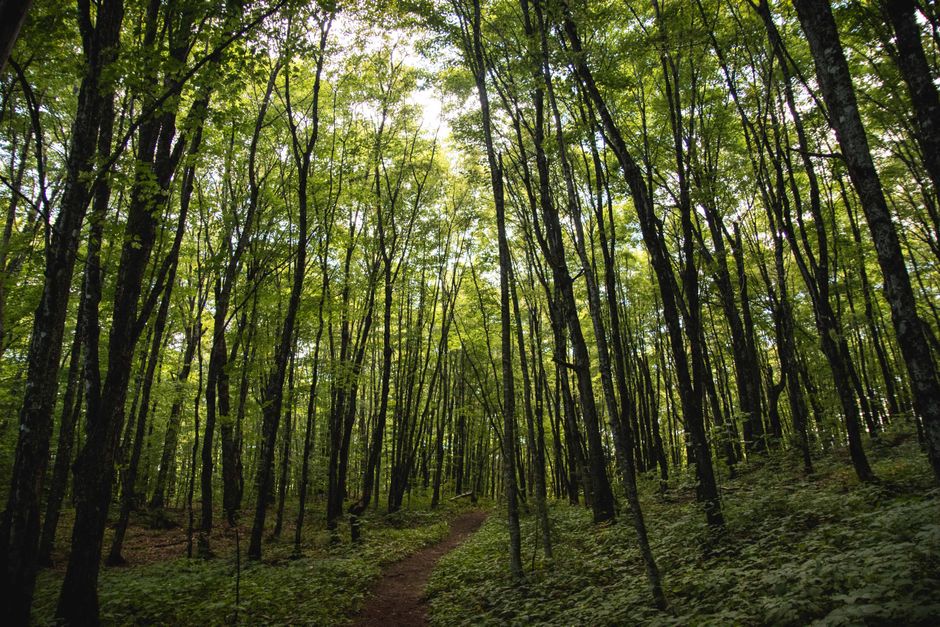 A daytime view of a dense woodland area featuring numerous tall, slender trees with dark, textured bark and fresh green leaves that filter sunlight through the canopy. A narrow dirt path winds through the undergrowth, which is covered in low green foliage and moss, leading deeper into the forest. The background shows the trees extending upward, creating a layered, natural environment with variations of light and shadow. The overall scene conveys an undisturbed natural landscape typical of woodland areas where tree branches and leaves form a lush green ceiling. This environment, devoid of human structures or debris, highlights the tranquility of the forest setting, which can be associated with outdoor spaces where waste and rubbish are typically absent, aligning with the visual context of natural preservation and eco-friendly outdoor maintenance in waste removal services.